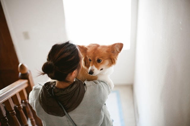 Urban Pet Parenting: How to Raise a Happy Pet in a Small Apartment